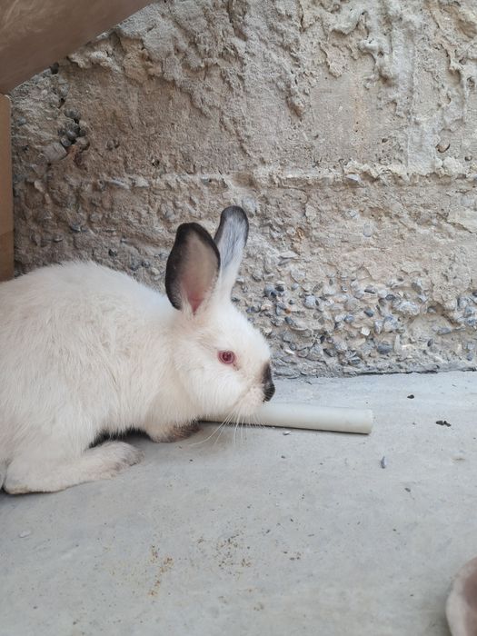 Калифорниялық  тұқымдас қоян