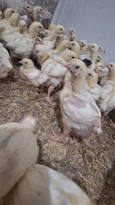 Pui de carne, rasa mixta si curci