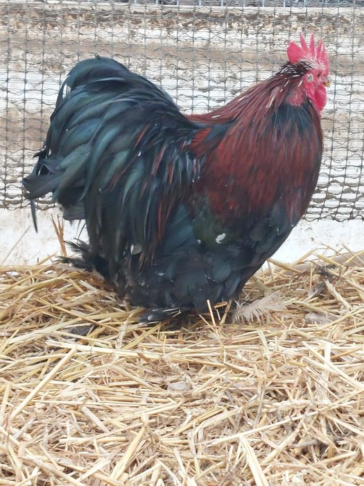 Vand sau schimb Cocos cochinchina pitic  10 luni