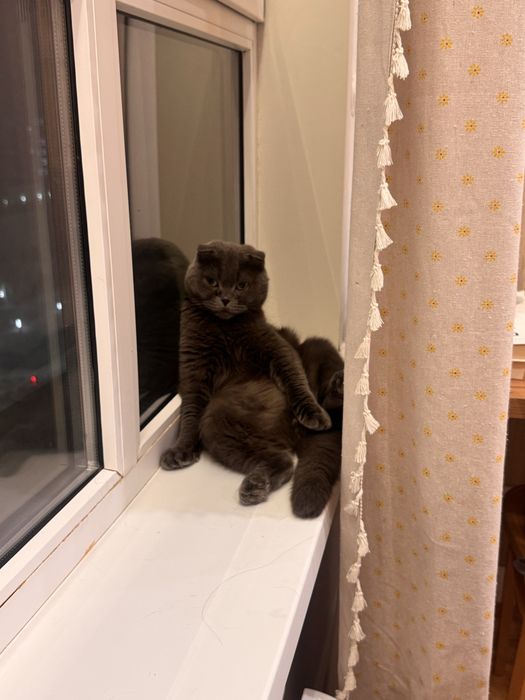 Кот бесплатно заб