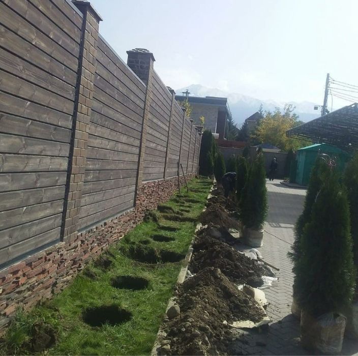 Туя смарагд пиррамидальная