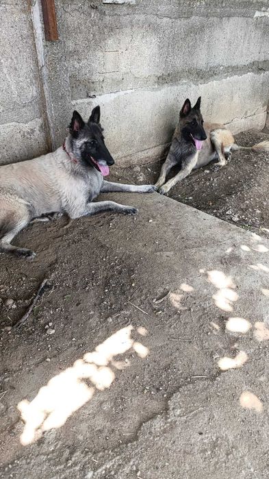 Oferim spre adoptie 2 caini Ciobanesti Belgieni Tervueren, cu carnet de sanatate si tratamente la zi