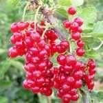 Coacaz rosu diferite soiuri