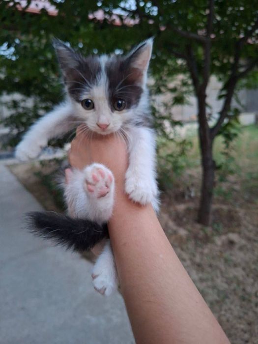 Котята ждут своих родителей!