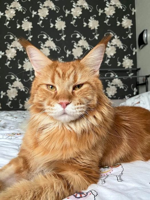 Рыжие ЛЁВИКИ - Мейн куны