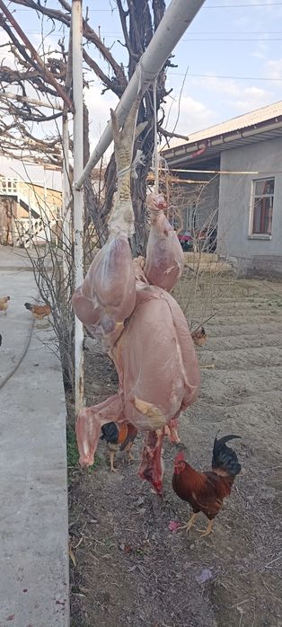 Xurozlar sotiladi juda katta semiz