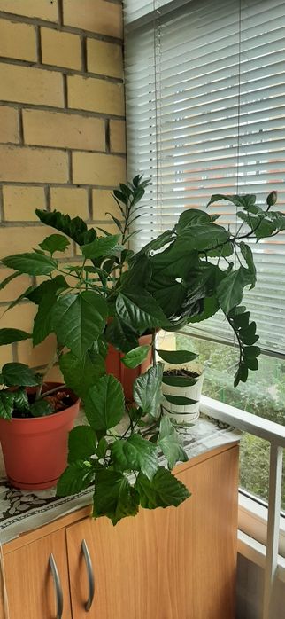 Продаю розу  ,набирает цвет!!!