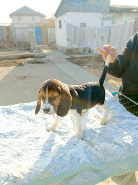 Щенки Бигль с документами