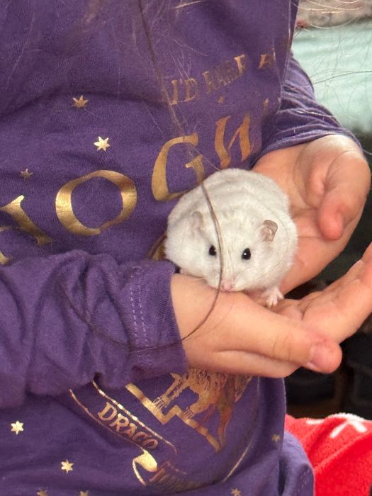Vând hamster alb