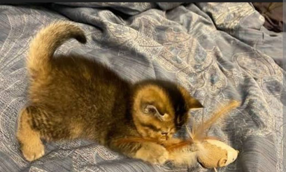 Британские Шиншиллы