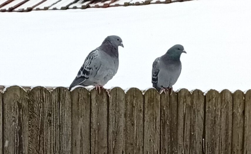 Schimb porumbei voiajori cu iepuri