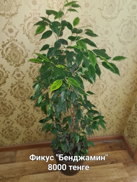 Комнатные цветы продаю