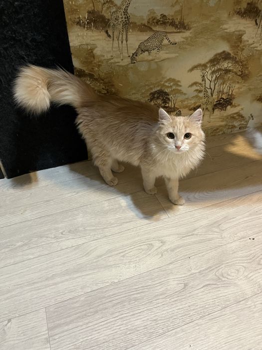 Отдам в хорошие руки