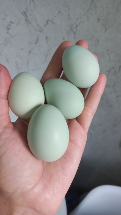 Лакеданзи голубое инкубационное яйцо, цыплята