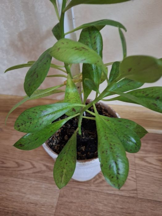 Синадениум.  синадениум