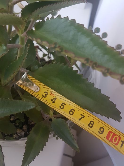 Каланхоэ лечебное