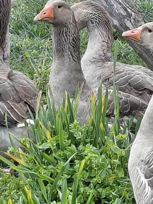 Gâște toulouse industrial