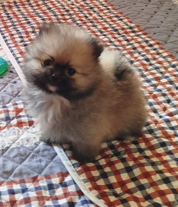 Девочка померанского шпица