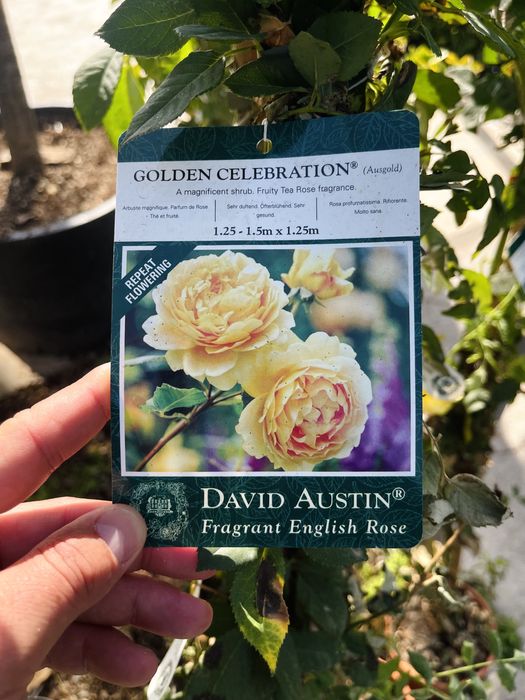 Розы плетистые, новая партия