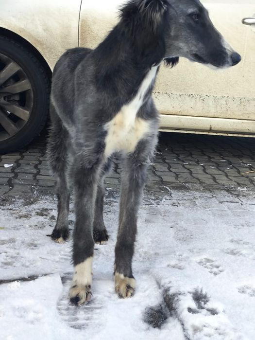 Продаю тазы 4 месяце д вочка