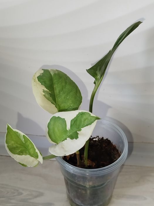 Epipremnum Enjoy detkasi