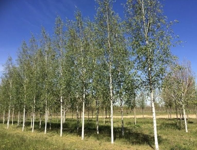 Mesteceni de vanzare