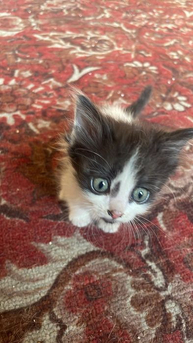 Котята, одна девочка и три мальчика