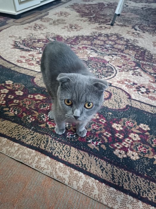Scottish fold кот