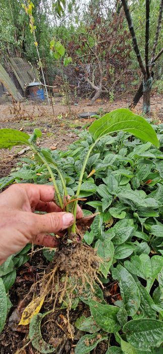 Butași de lavandă, rozmarin, salvia, echinaceea, immortele.