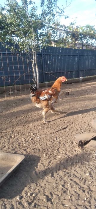 Cocoşi tineri pentru prăsilă sau tăiere (2Kg)