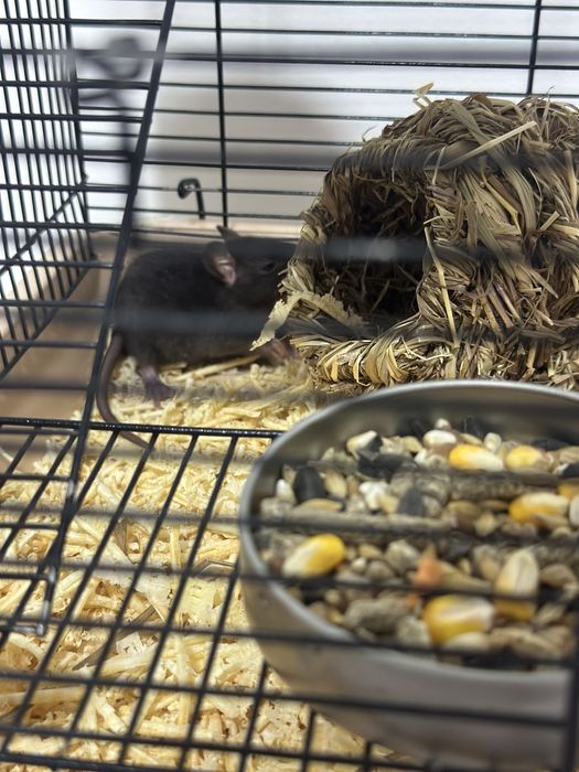 Крыска дамбо 4 недели