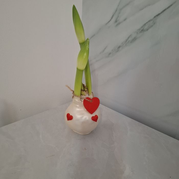 Амариллис в воске .Луковицы в воске.