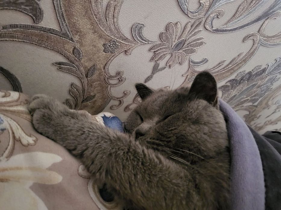 Продается кот, серый, британский