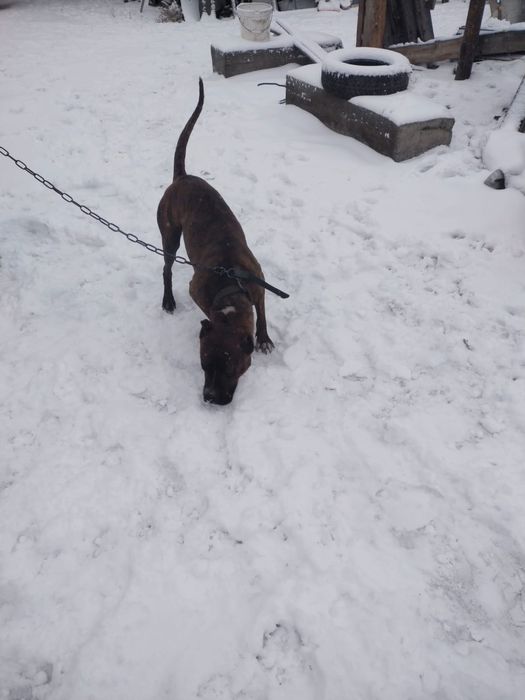 Продам питбуля миролюбивого