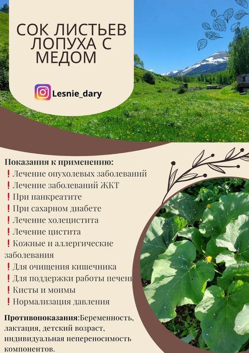 Сок лопуха горного