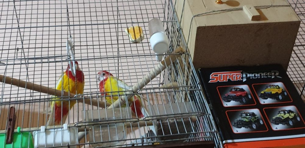 Papugay Lutinya juftitayor