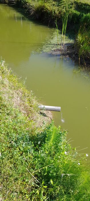 De vânzare balta de pescuit