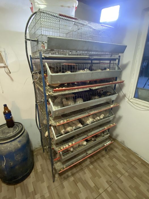 Permanent disponibil prepelite , carcasa de prepelita si oua de incuba