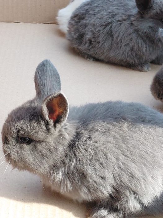 Продам декоративных кроликов