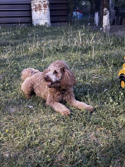 Pudel / poodle mascul