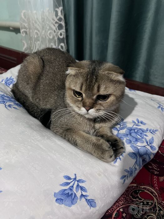 Кошки zalataya shinshila toza paroda