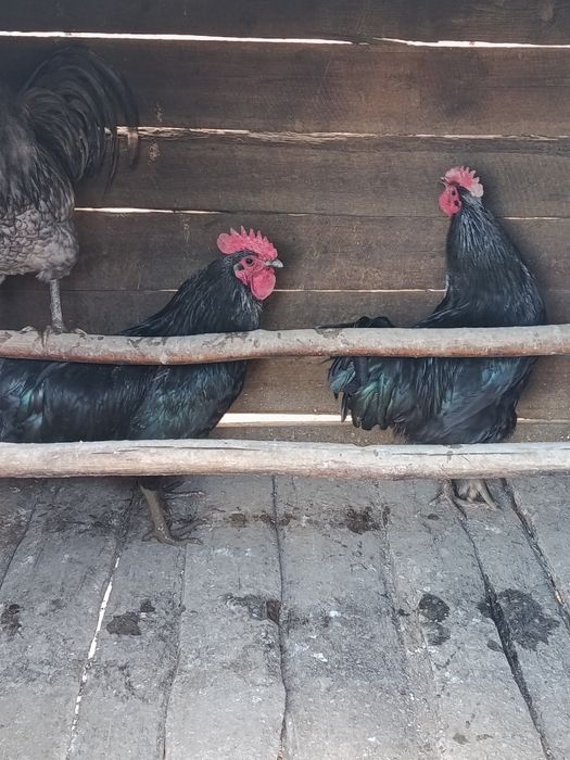 Vând pasari crescute bio de tăiat sau de ținut