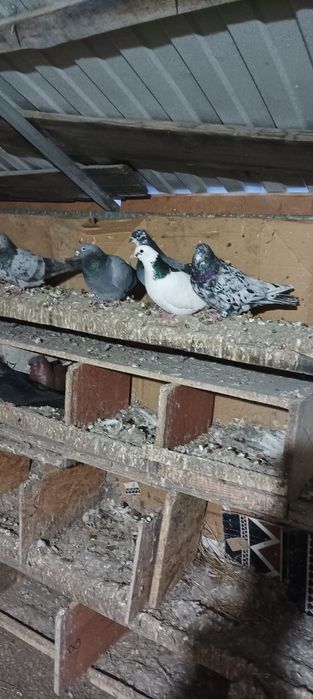 Голуби домашние чехия американец кормилецы