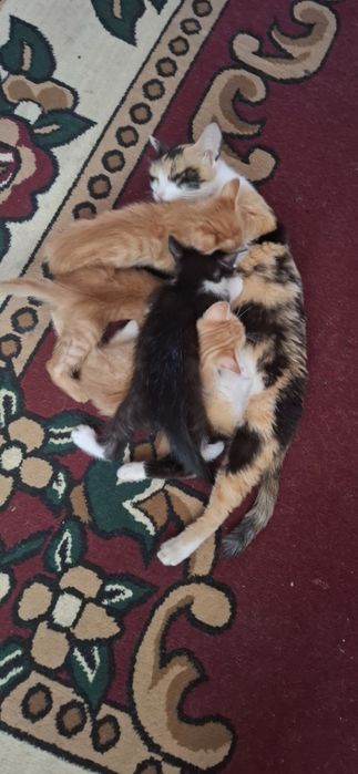 Отдам        котят