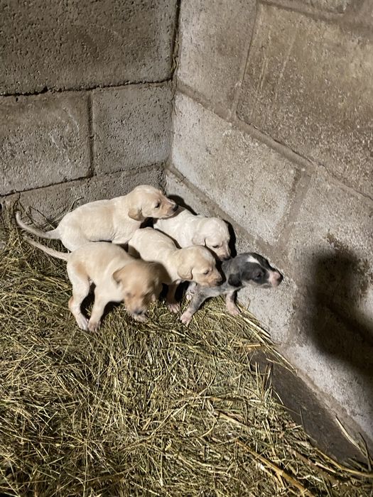 Тазы күшіктері сатылады