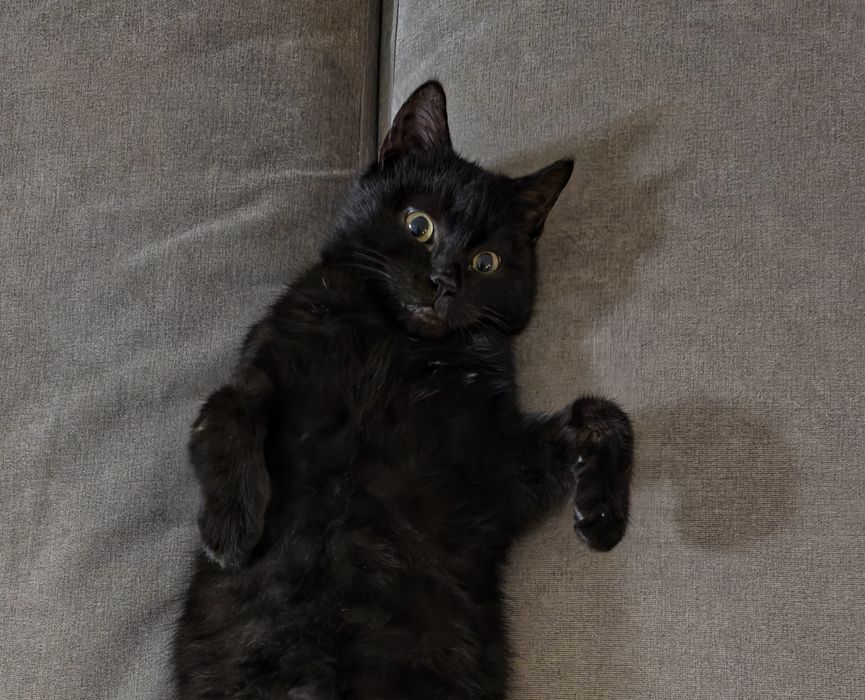 Очаровательный Тёма ищет дом!