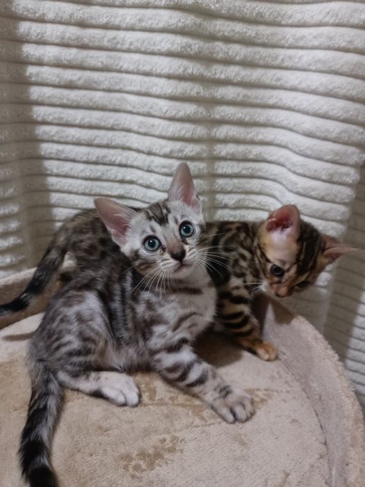 Чистокровные бенгальские котята девочки!!!