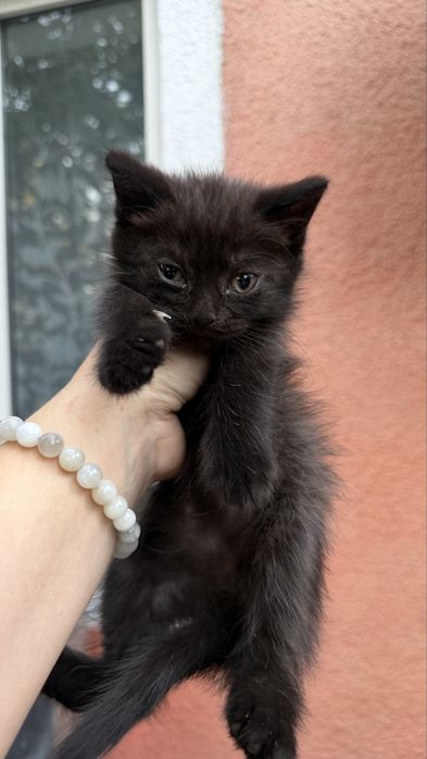 Котята скотиш фолд, 2 месяца