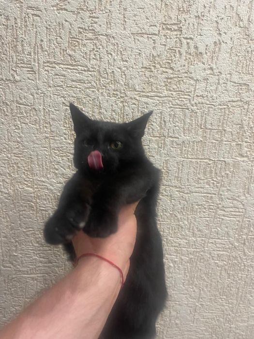 отдам кошечку в добрые руки