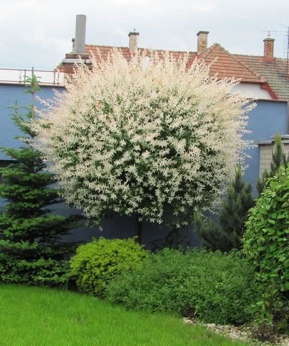 Японска върба (salix hakuro-nishiki)